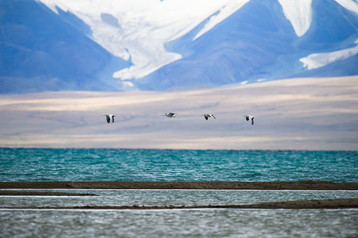 Bar-headed Goose