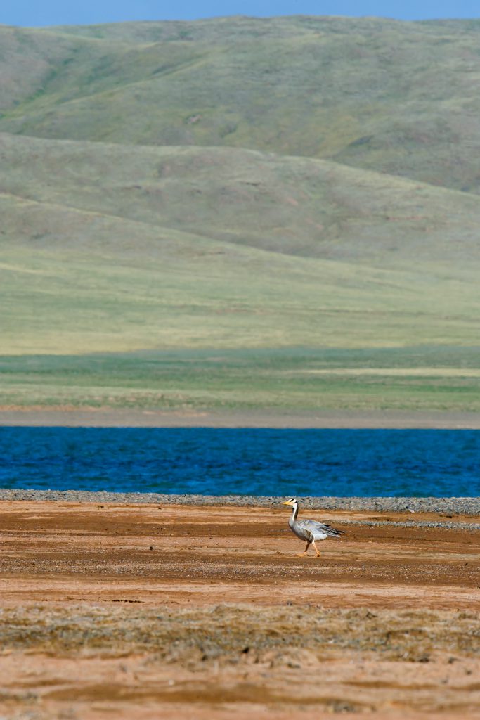 Bar-headed Goose