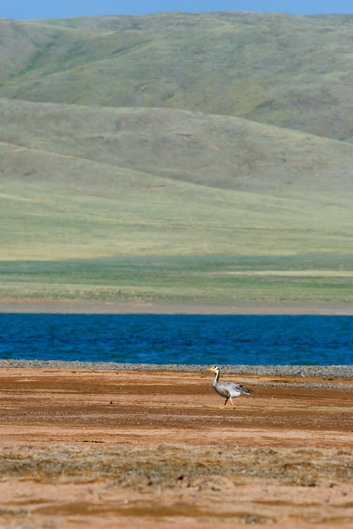 Bar-headed Goose