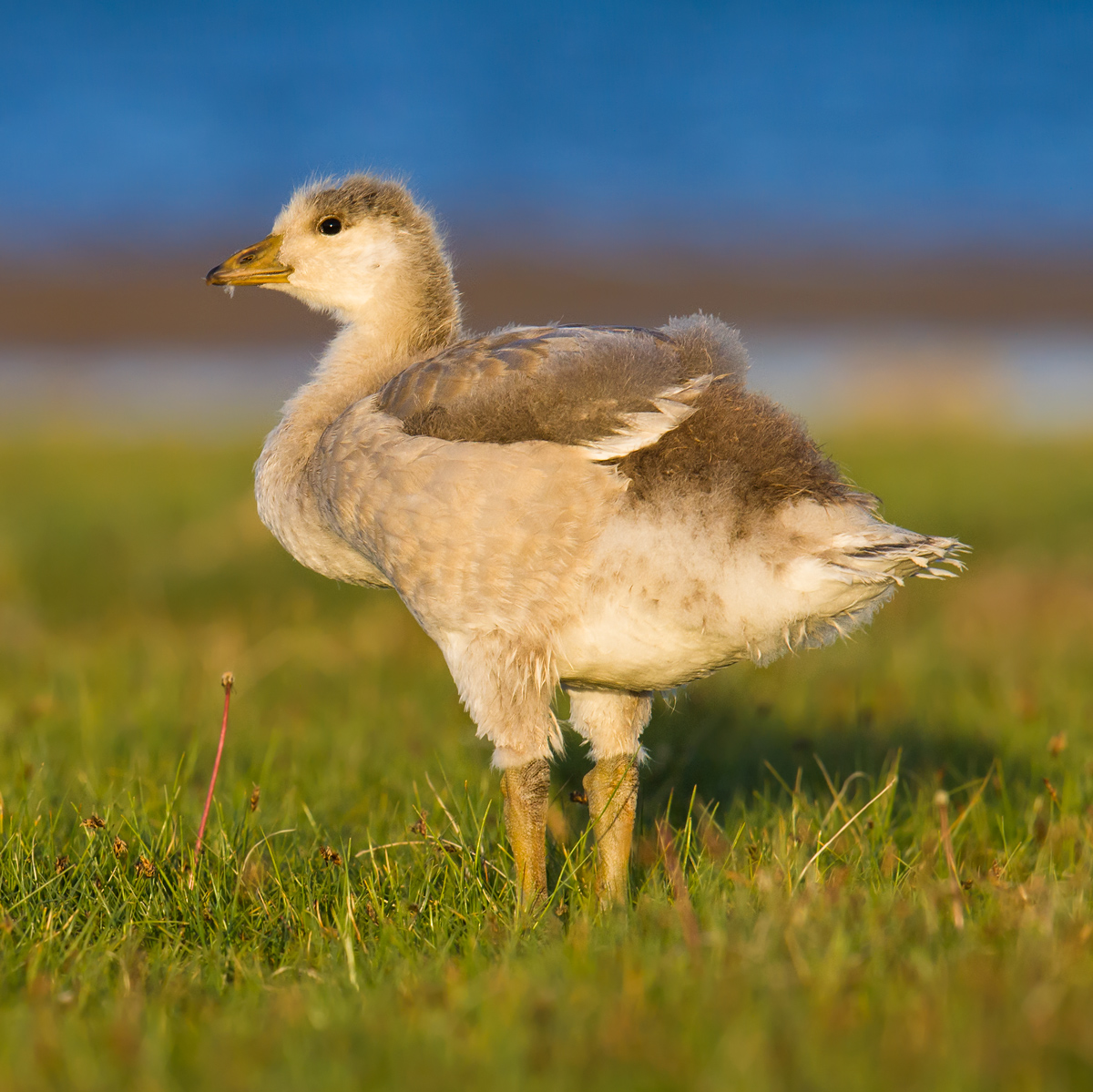 Bar-headed Goose