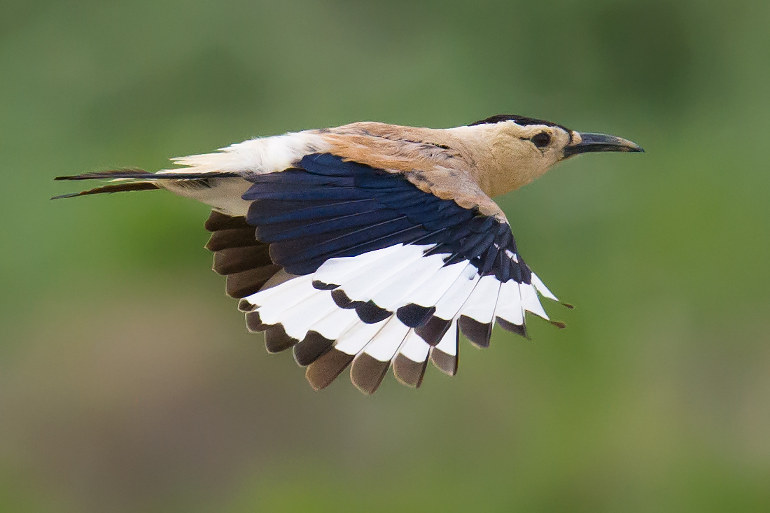 Henderson's Ground Jay