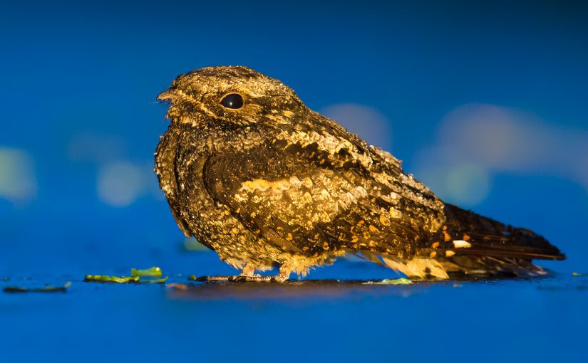 ​Fri. 21 May 2016. As darkness was falling, Elaine Du, Ian Davies, Nick Bonomo, Luke Seitz, and I were driving through the coastal forest in Dongtai, Jiangsu. I saw a log on the road and braked. The log was Grey Nightjar. Nikon D3S, 600 mm, F5.6, 1/20, ISO 10000, mirror-up + cable.