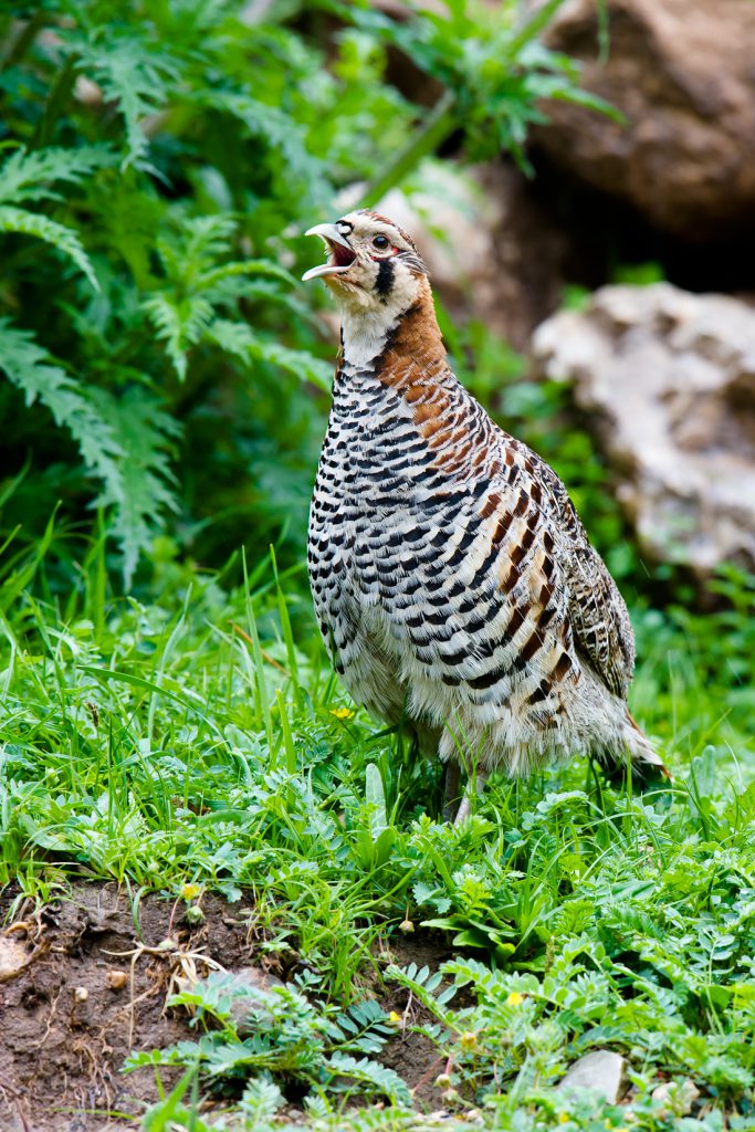 Tibetan Partridge