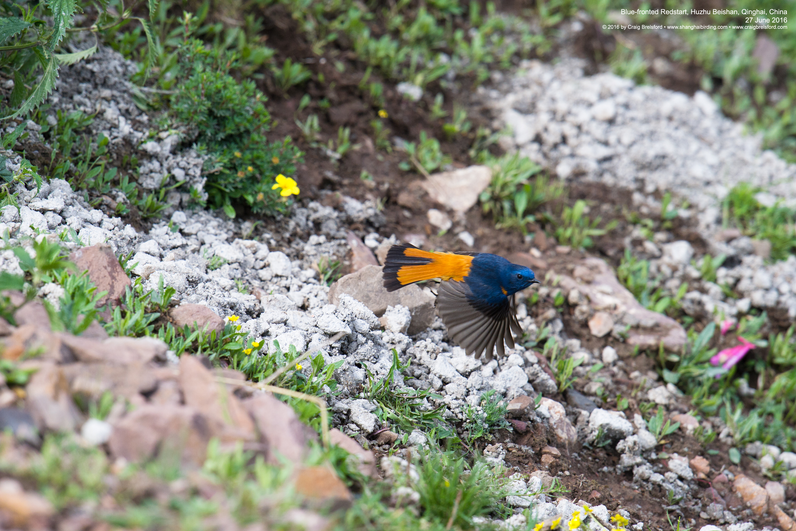 Blue-fronted Redstart