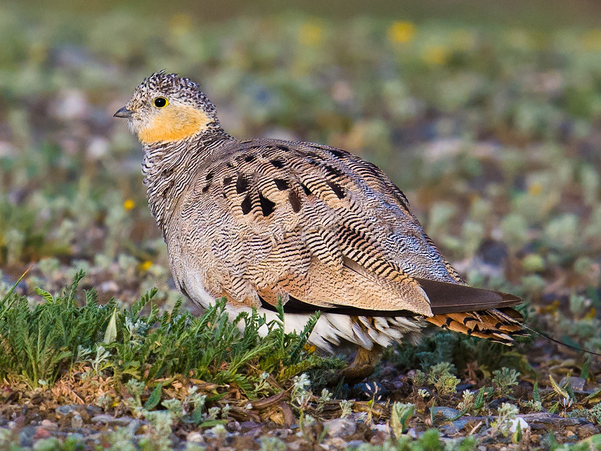 Tibetan Sandgrouse