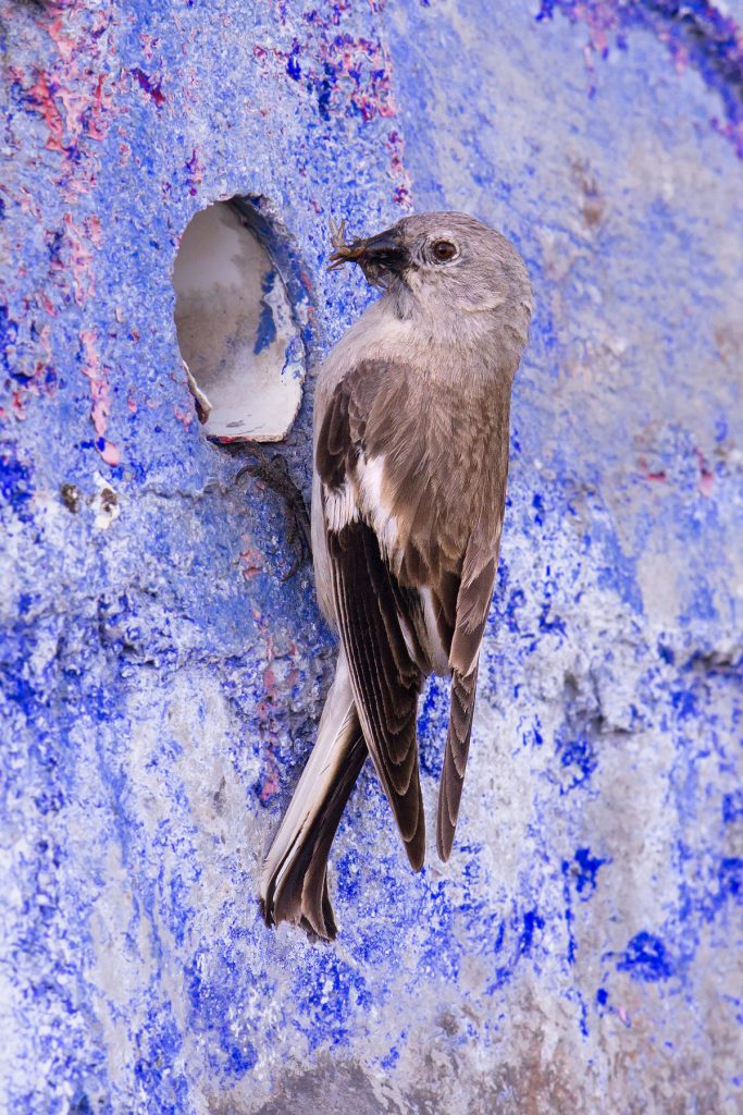 Black-winged Snowfinch