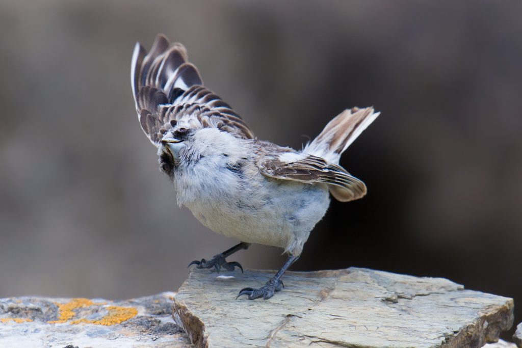 White-rumped Snowfinch