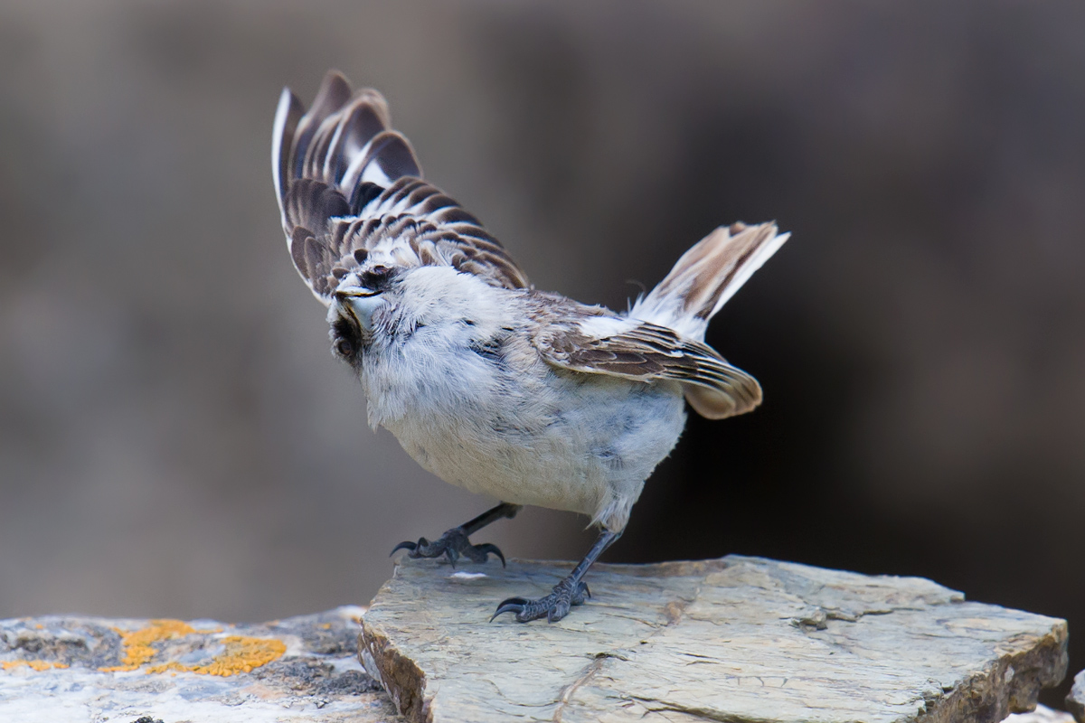 White-rumped Snowfinch