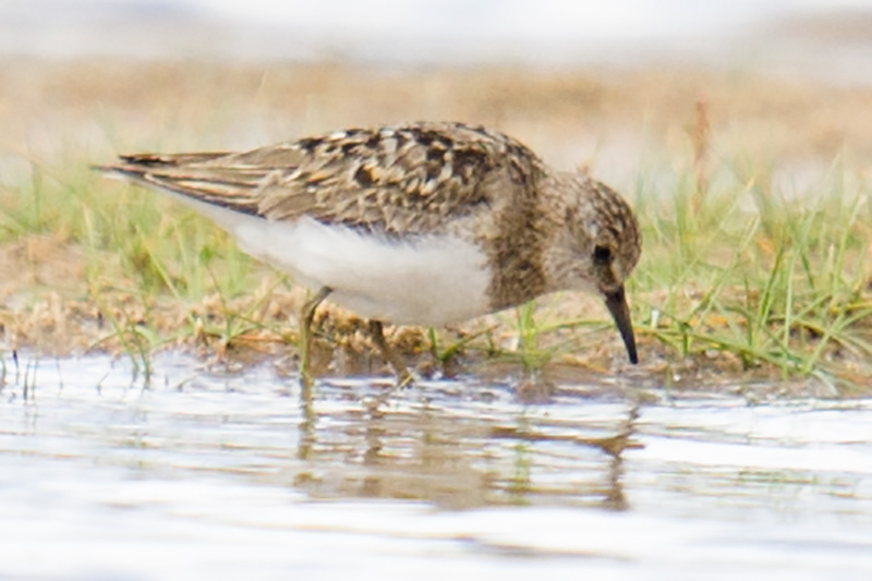 Temminck's Stint