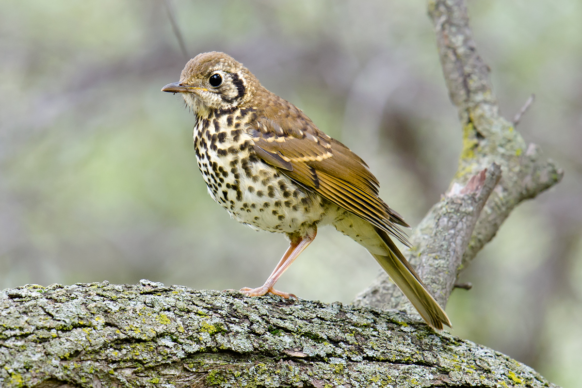 Chinese Thrush