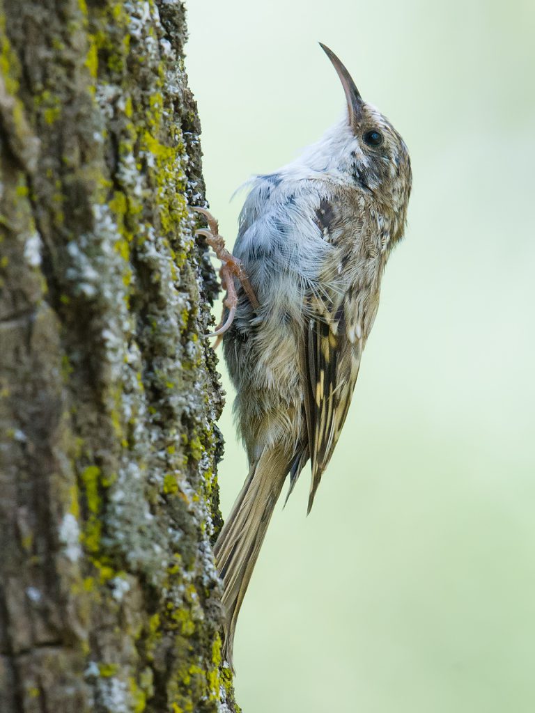 Eurasian Treecreeper