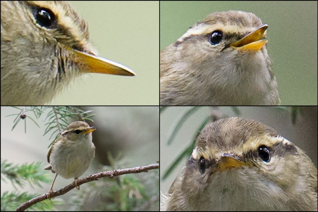 Gansu Leaf Warbler