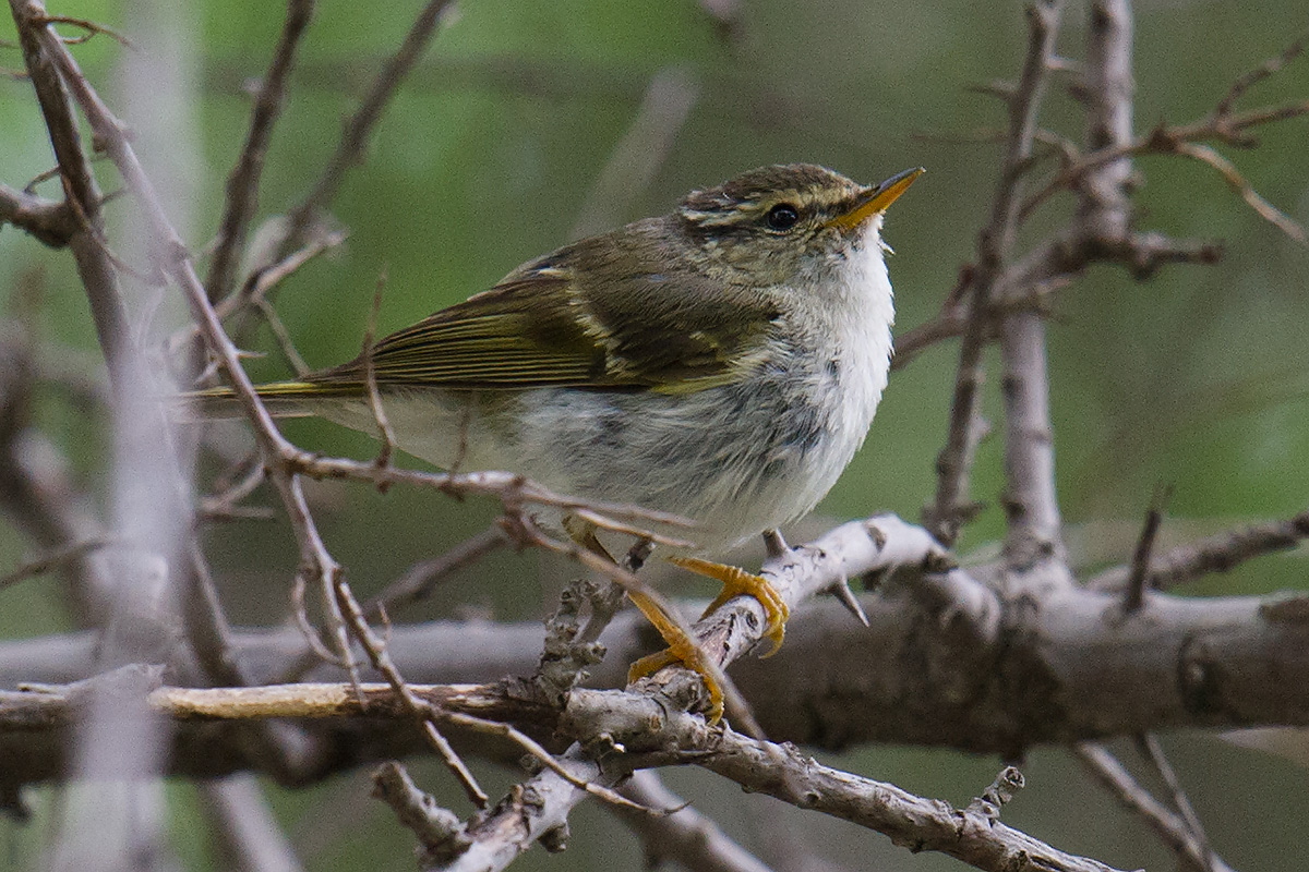 Gansu Leaf Warbler