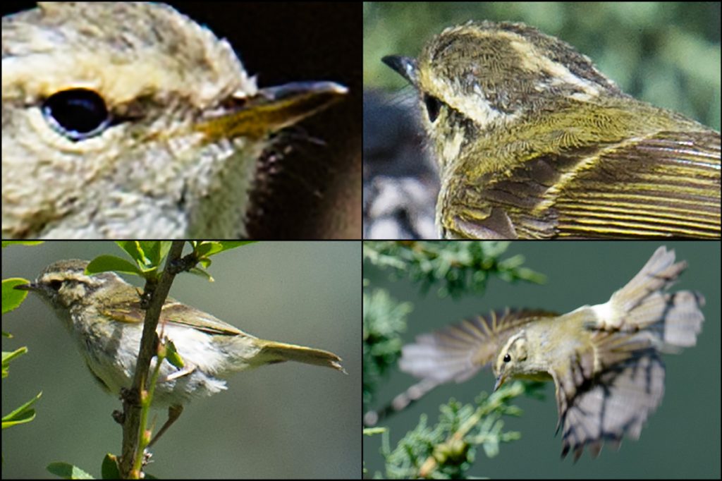 Sichuan Leaf Warbler