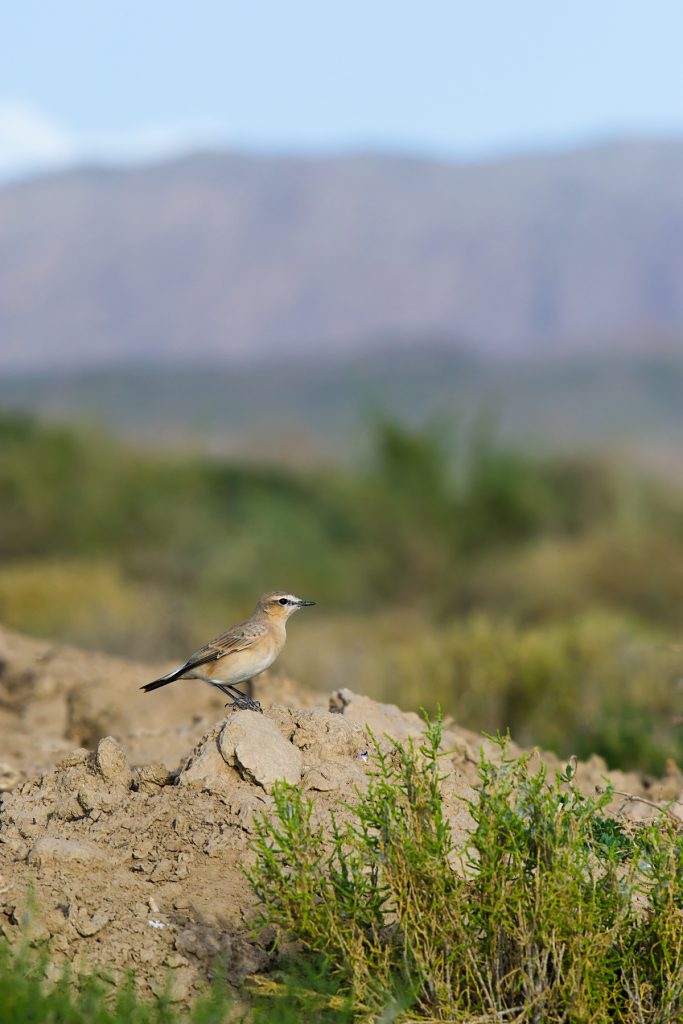 Isabelline Wheatear