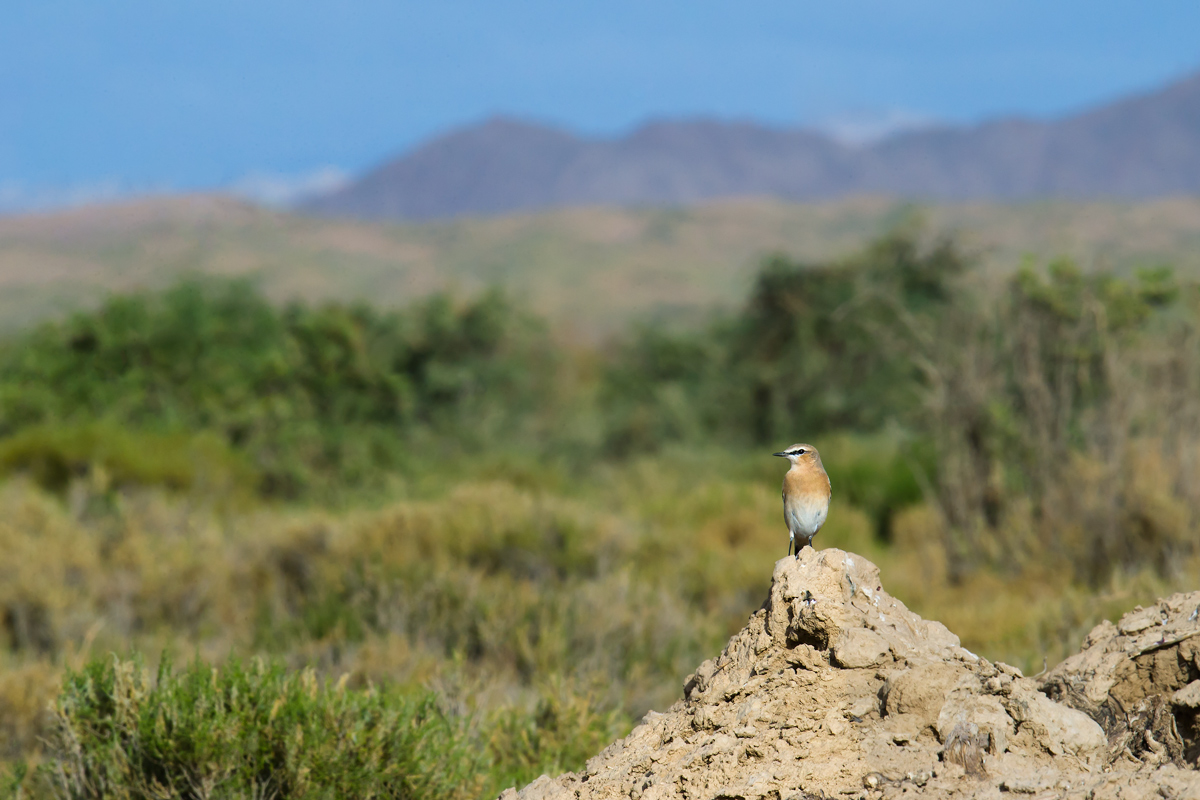 Isabelline Wheatear