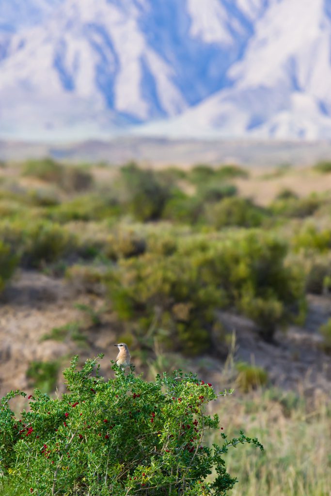 wheatear