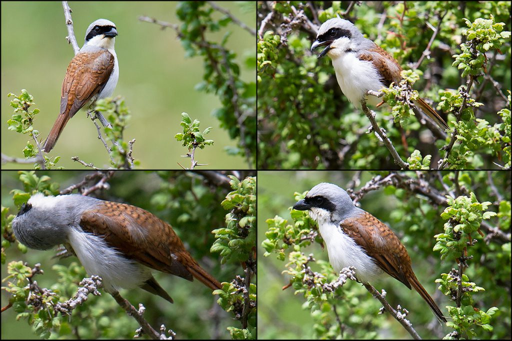 Tiger Shrike