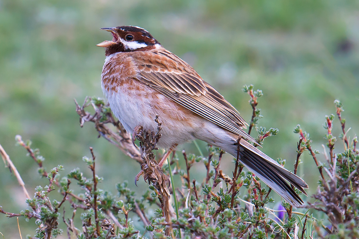 Pine Bunting