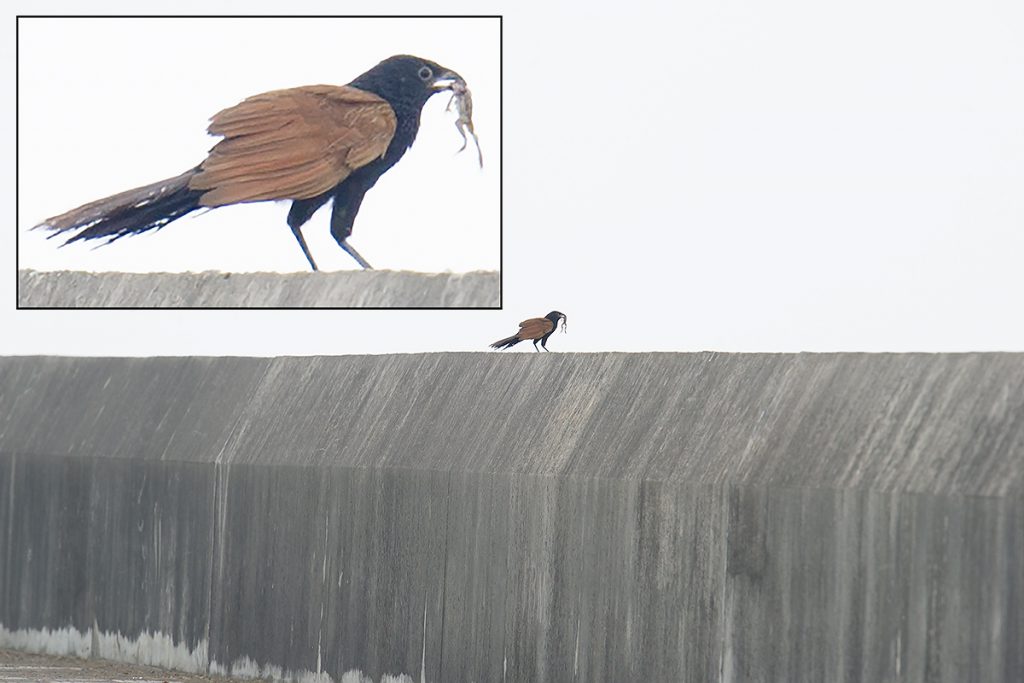 Lesser Coucal