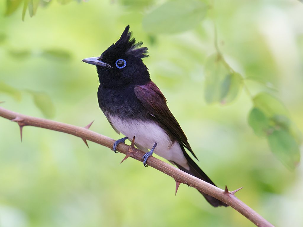 Japanese Paradise Flycatcher