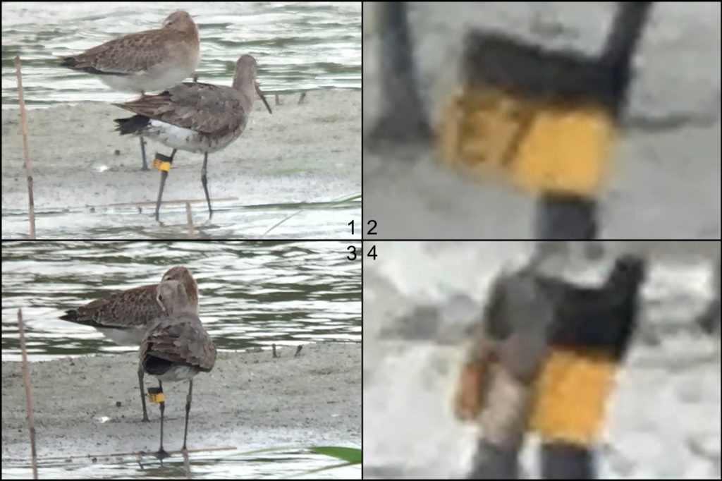 Black-tailed Godwit