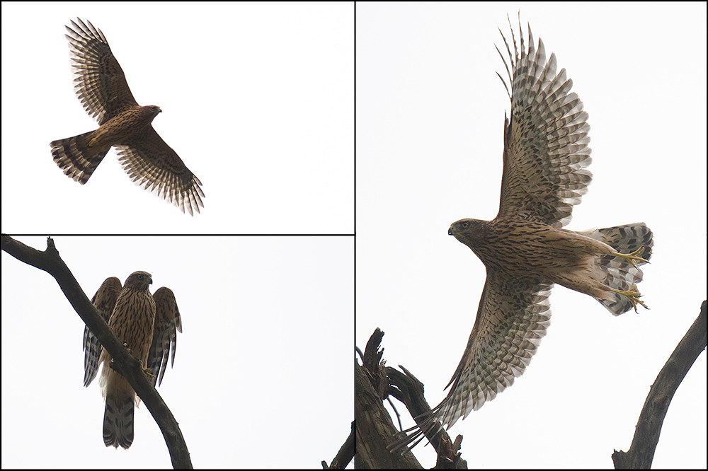 Juvenile Northern Goshawk