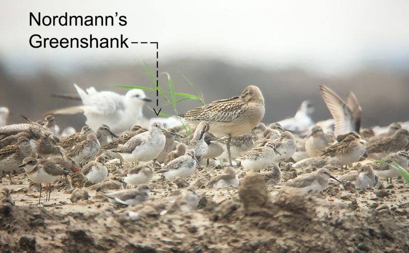 Nordmann's Greenshank, Nanhui, Shanghai, China, 17 Sept. 2016. Photo by Hiko using iPhone of Craig Brelsford.