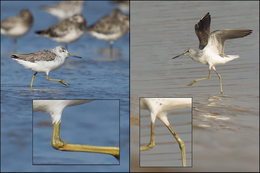 Nordmann's Greenshank