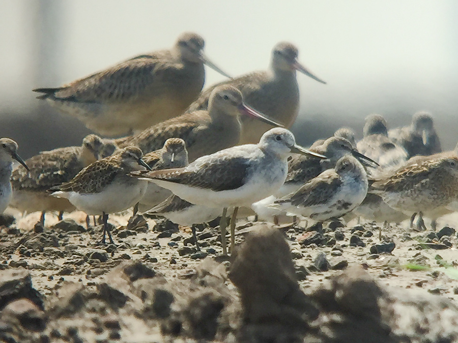 Nordmann's Greenshank