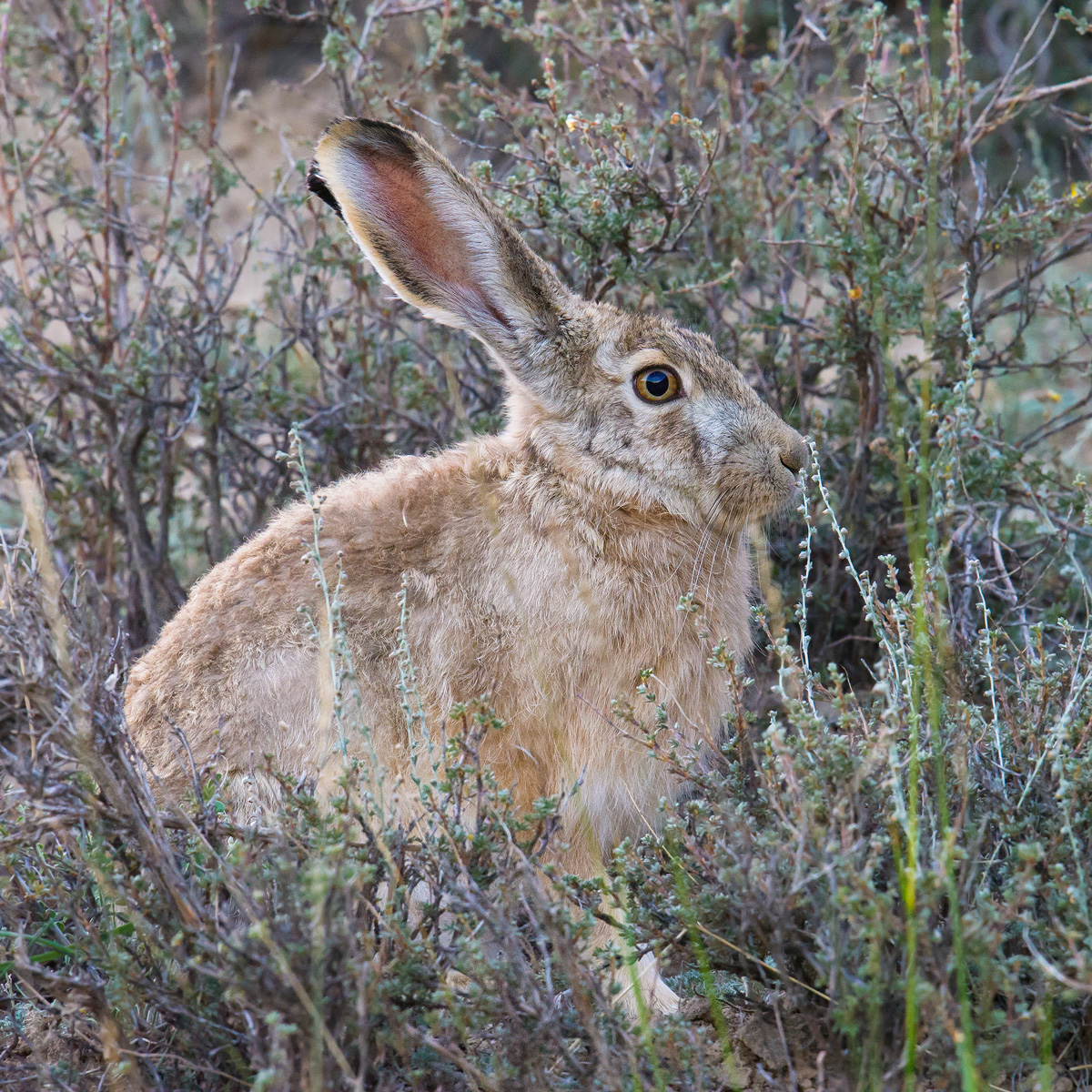 Woolly Hare