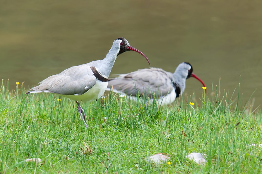 Ibisbill