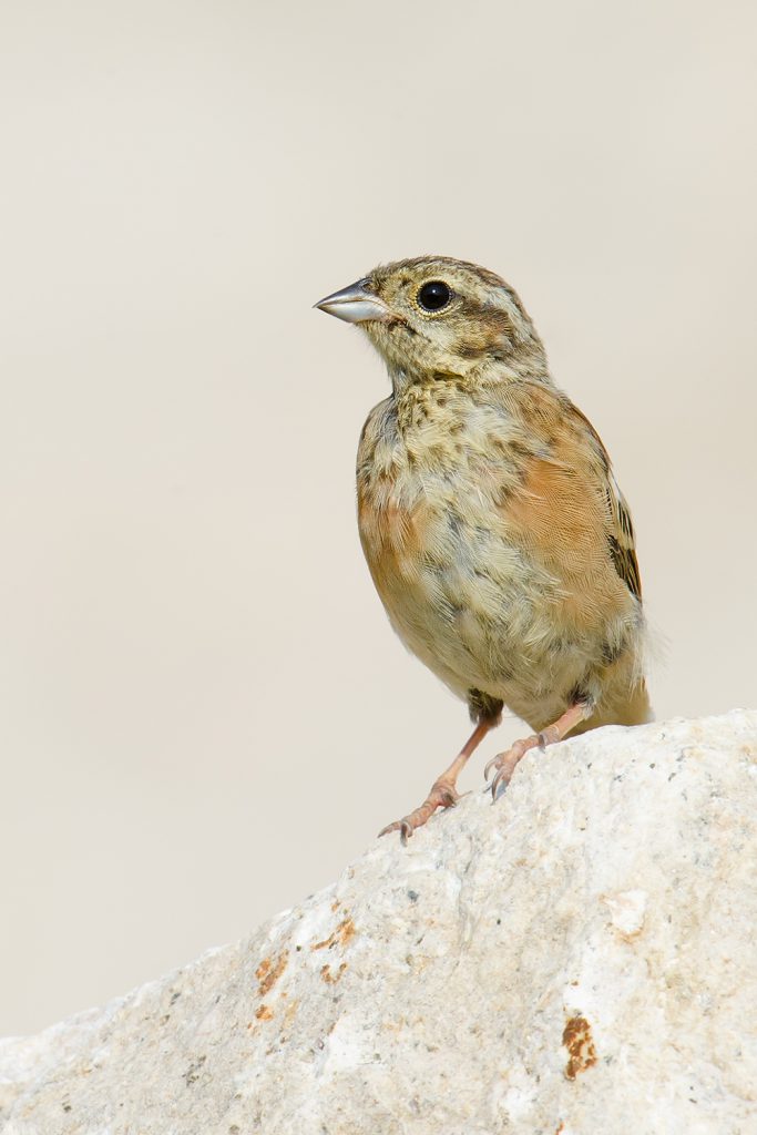 Meadow Bunting