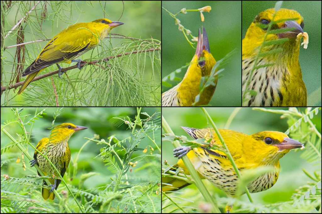 Black-naped Oriole