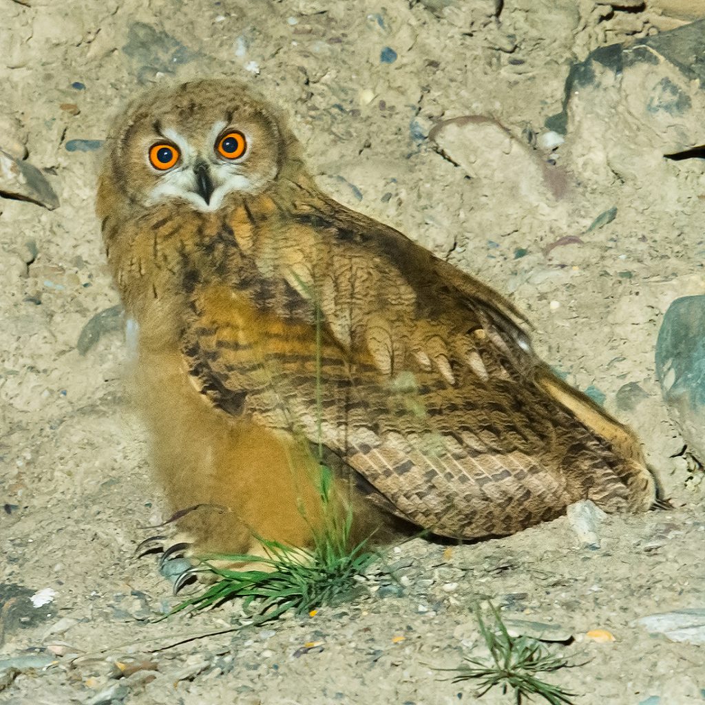 Eurasian Eagle-Owl