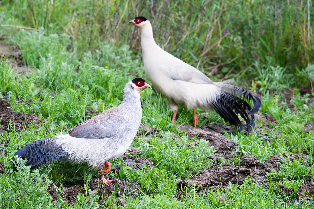 A pair of White Eared Pheasant Crossoptilon crossoptilon dolani pause from their evening forage to gaze warily at the camera. Kanda Gorge, Nangqian County, 5 July 2016. Elev. 3980 m. White Eared Pheasant is listed as Near Threatened because of habitat loss and poaching. In Kanda Gorge, the species seems to be doing well. This pair was feeding in the open next to the road.