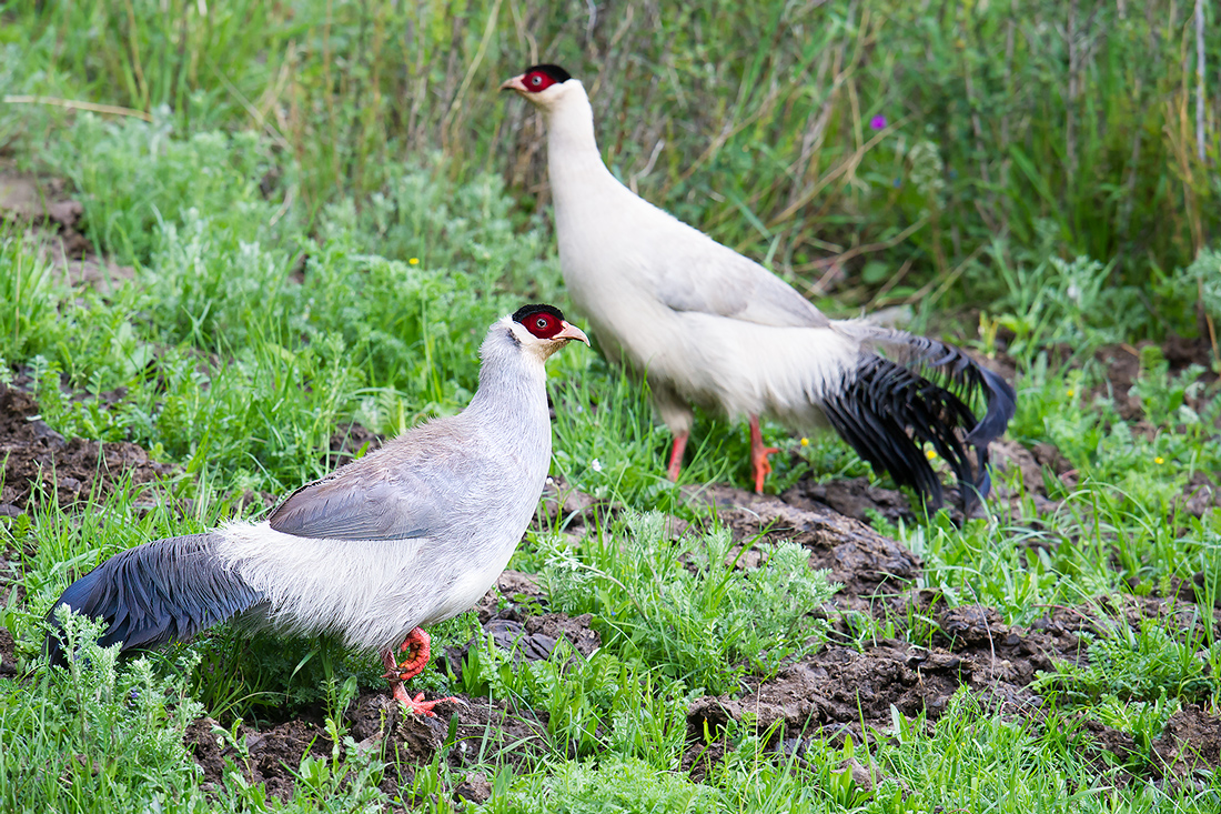 White Eared Pheasant