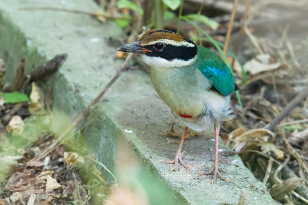 Fairy Pitta