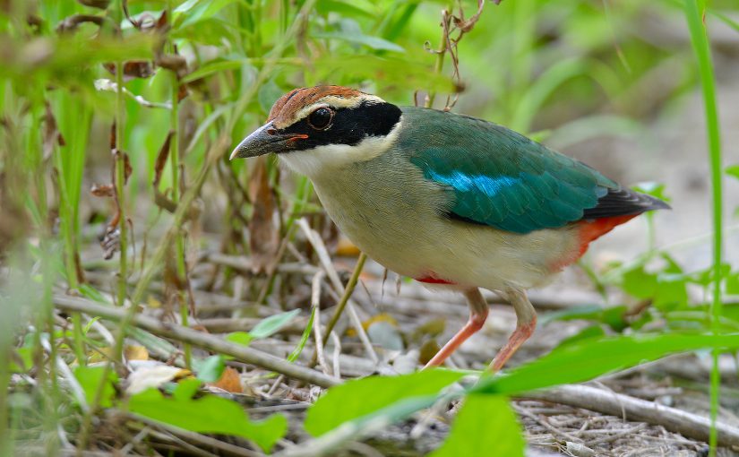 Fairy Pitta at Cape Nanhui