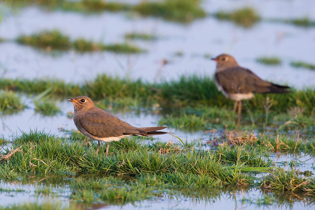 Oriental Pratincole