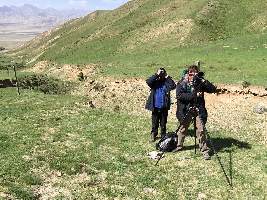 Michael Grunwell (at scope) and Mark Waters view Przevalski's Redstart at Przevalski's Site in the Dulan Mountains, 1 July 2016.