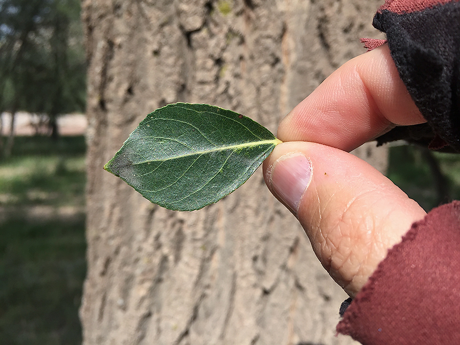 Small-leaf Poplar Populus simonii