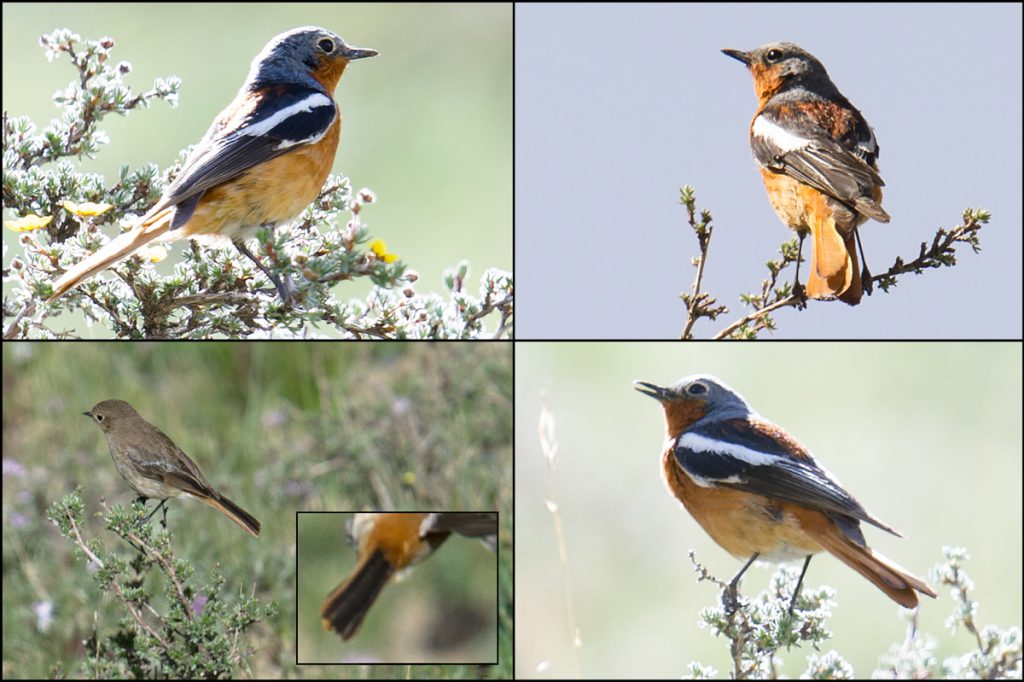 Przevalski's Redstart