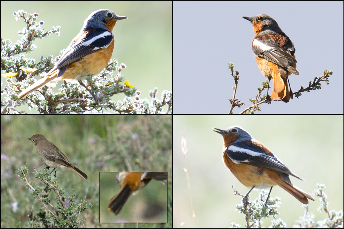 Przewalski's Redstart (Alashan Redstart)