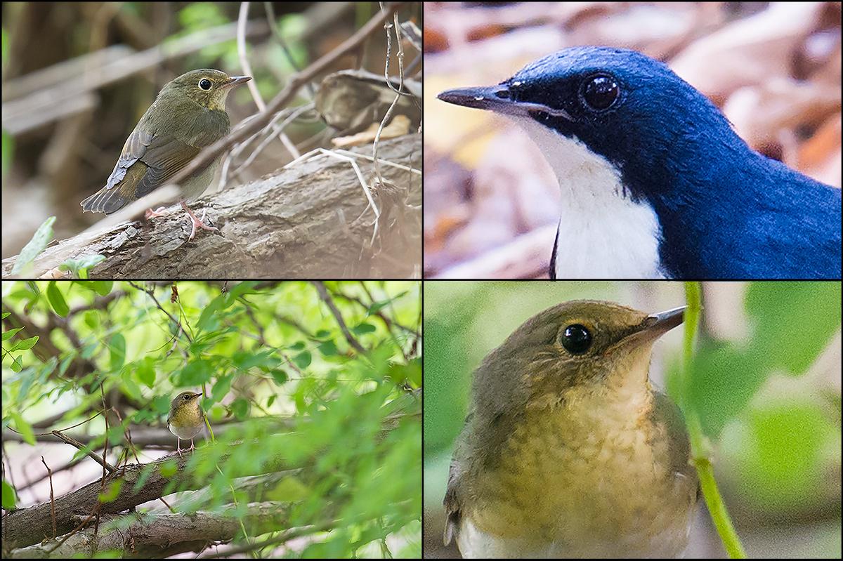 Siberian Blue Robin