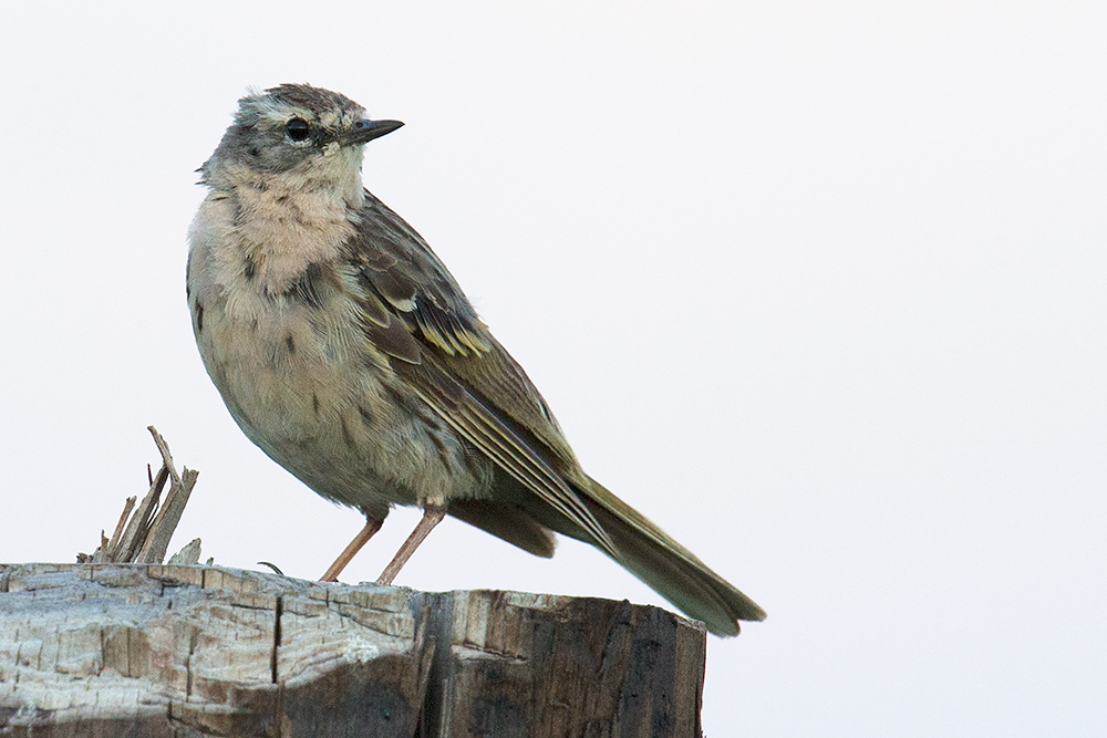 Rosy Pipit