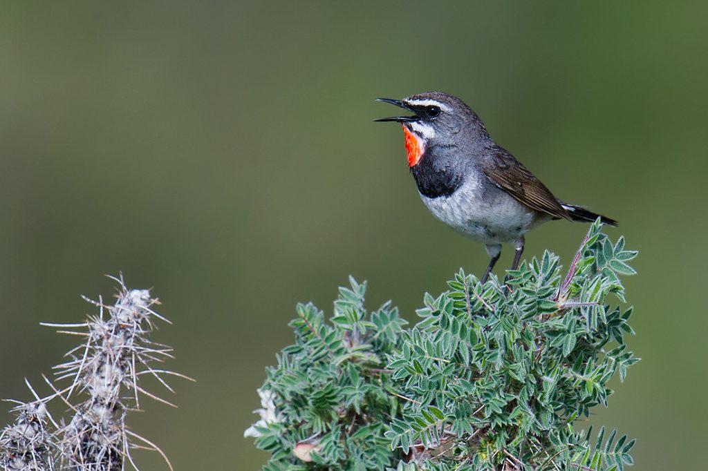 Chinese Rubythroat