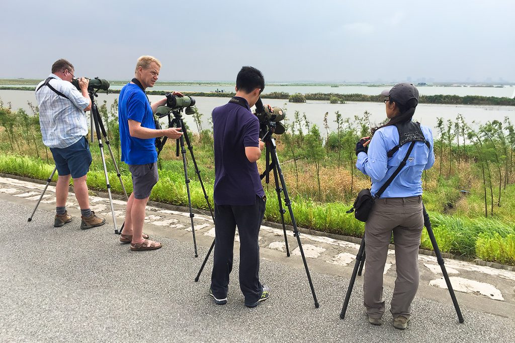 On 27 Aug. 2016 an international team of birders visited Nanhui. L-R: Michael Grunwell (U.K.), Mikkel Thorup (Denmark), Komatsu Yasuhiko (Japan), and Elaine Du (China). Photo by Craig Brelsford (USA).