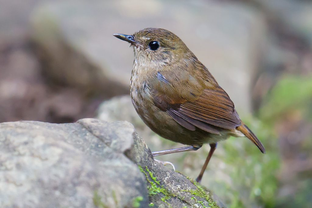 Lesser Shortwing