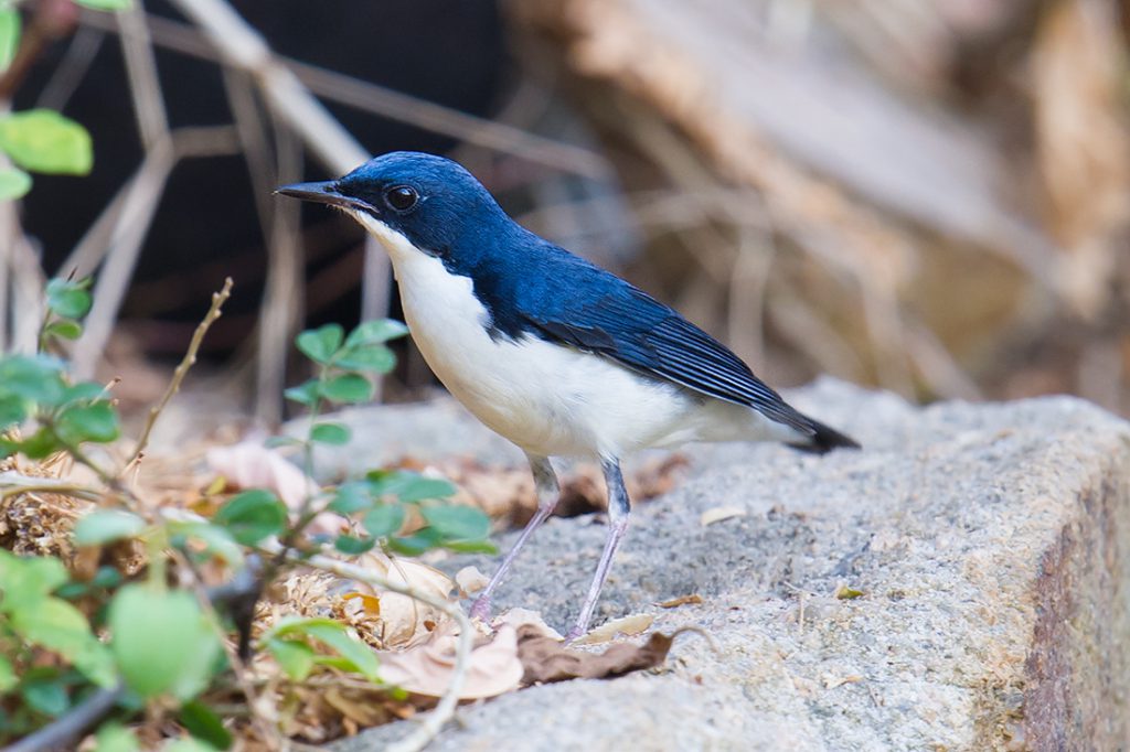 Siberian Blue Robin